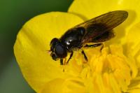 Cheilosia bergenstammi