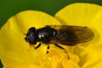 Cheilosia bergenstammi