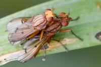 Tetanocera arrogans