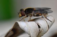 Eurimyia lineata