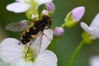 Eurimyia lineata
