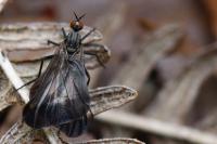 Rhamphomyia marginata