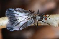 Rhamphomyia marginata
