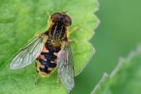 Eurimyia lineata