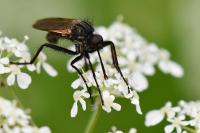 Empis tessellata