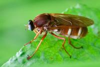 Coenomyia ferruginea