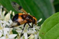 Volucella inflata