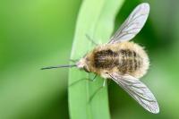 Bombylius venosus
