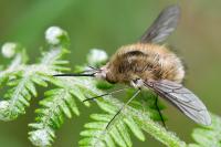 Bombylius venosus