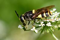 Stratiomys potamida