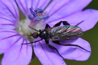 Empis pennipes