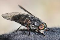 Tabanus tergestinus