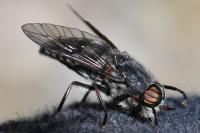 Tabanus tergestinus
