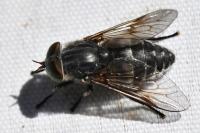 Tabanus tergestinus