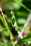 Mantis religiosa