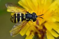 Chrysotoxum verralli