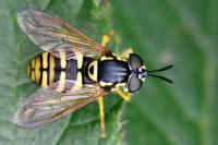 Chrysotoxum verralli