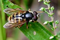 Sericomyia silentis