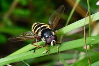 Sericomyia silentis