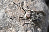 Tabanus autumnalis