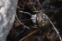 Tabanus autumnalis