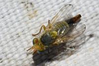 Terellia virens