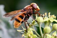 Volucella zonaria