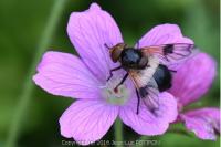 Volucella pellucens