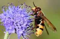 Volucella zonaria