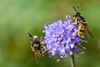 Callicera aurata