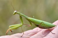 Mantis religiosa