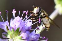 Didea fasciata