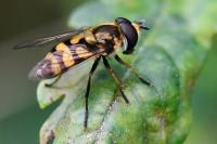 Didea fasciata