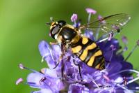 Didea fasciata