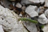 Hypochrysa elegans