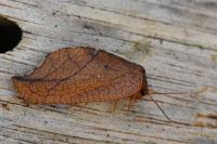 Drepanepteryx phalaenoides