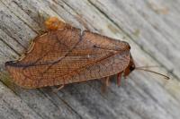 Drepanepteryx phalaenoides