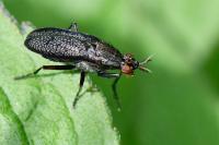 Coremacera marginata