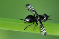 Rivellia syngenesiae
