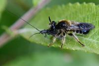 Choerades fuliginosa