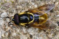 Callicera aurata