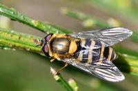 Syrphus torvus
