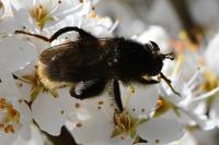 Criorhina ranunculi