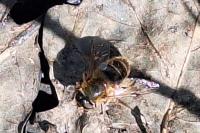 Eristalis similis