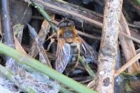 Eristalis similis