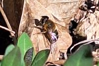 Eristalis similis