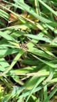 Eupeodes corollae
