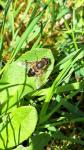 Eristalis similis
