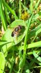 Eristalis similis