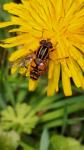 Helophilus pendulus